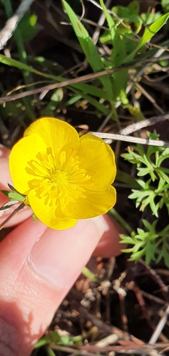 Ranunculus millefoliatus image