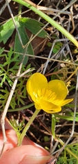 Ranunculus millefoliatus image