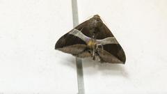 Bastilla fulvotaenia