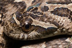 Wagler's Snake photo 4