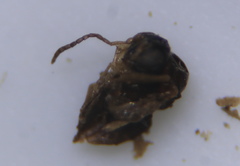 Neuroterus minutus