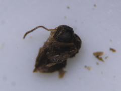 Neuroterus minutus
