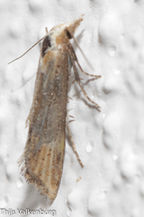 Cochylimorpha decolorella