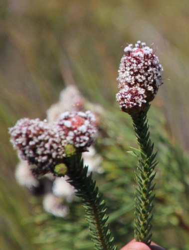 Image of Sorocephalus imbricatus by (c) Tony Rebelo, some rights reserved (CC BY-SA)