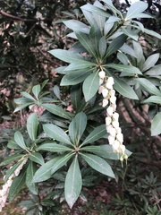 Pieris