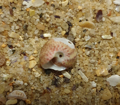 Cantharidella picturata