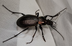 Carabus sternbergi