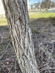 Robinia pseudoacacia