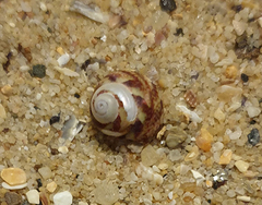 Cantharidella picturata