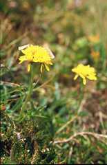 Jacobaea abrotanifolia