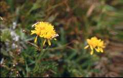 Jacobaea abrotanifolia