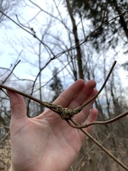 Neolasioptera pierrei