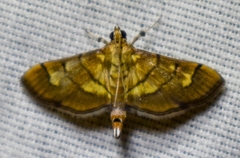 Orphanostigma haemorrhoidalis
