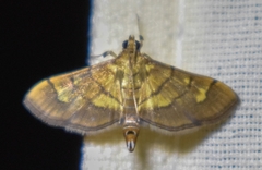 Orphanostigma haemorrhoidalis