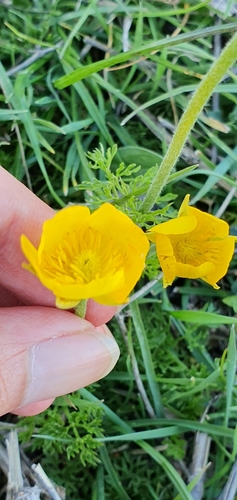 Image of Ranunculus millefoliatus by (c) Mehdi Chetibi, some rights reserved (CC BY)