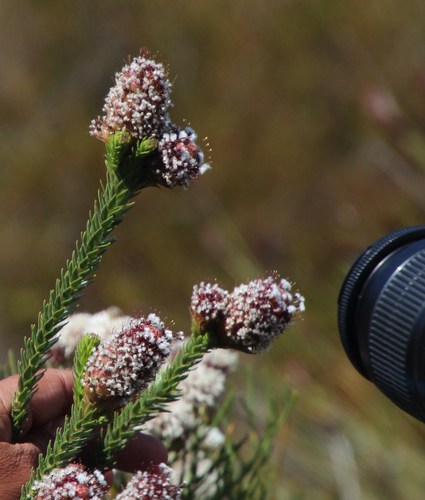 Image of Tileleaf Powderpuff (Sorocephalus imbricatus) by (c) Tony Rebelo, some rights reserved (CC BY-SA)