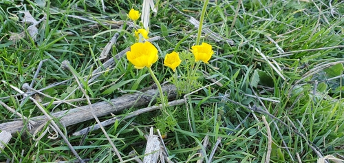 Ranunculus millefoliatus image