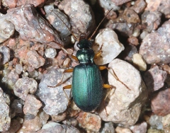 Chlaenius leucoscelis