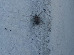 Ceutorhynchus pallidactylus