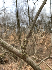 Neolasioptera pierrei