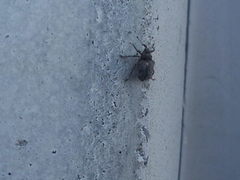 Ceutorhynchus pallidactylus