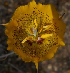 Calochortus weedii