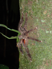 Avicularia