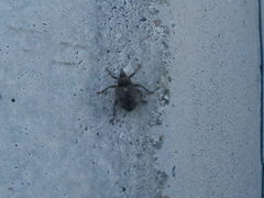 Ceutorhynchus pallidactylus