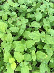 Angiospermae