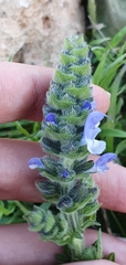 Salvia verbenaca