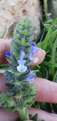 Salvia verbenaca