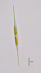 Nitzschia acicularis