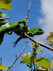 Iguana iguana