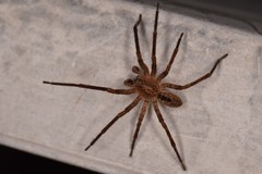 Zoropsis spinimana