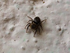 Hasarius adansoni