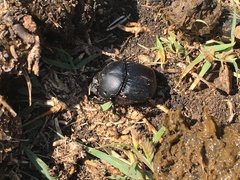 Phanaeus triangularis