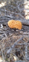 Polyporus mcmurphyi