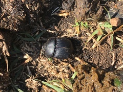 Phanaeus triangularis