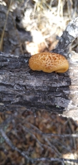 Polyporus mcmurphyi