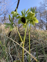 Helleborastrum