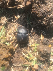 Phanaeus triangularis