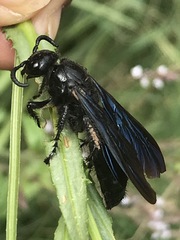 Scolia mexicana