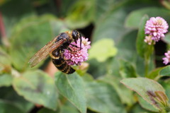 Megacampsomeris prismatica