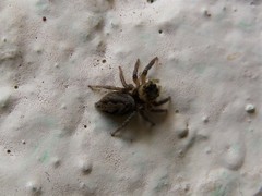Hasarius adansoni