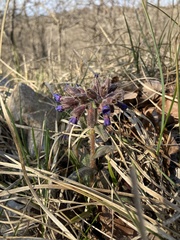 Pulmonaria australis