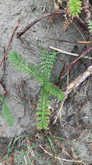 Tanacetum bipinnatum