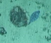 Microstomus bathybius