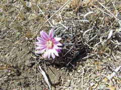 Echinofossulocactus lamellosus