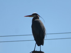 Ardea herodias