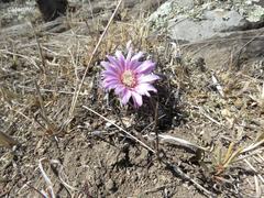 Echinofossulocactus lamellosus